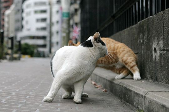 街のねこたち