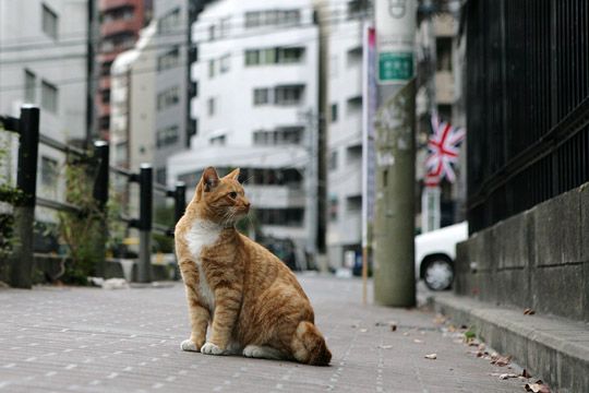 街のねこたち