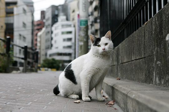 街のねこたち