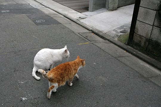 街のねこたち