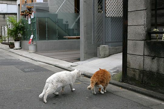 街のねこたち