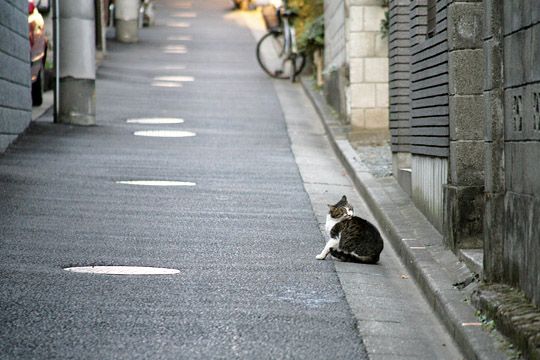 街のねこたち