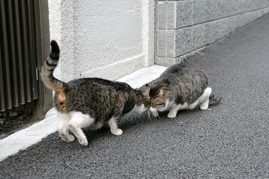 街のねこたち