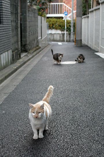 街のねこたち