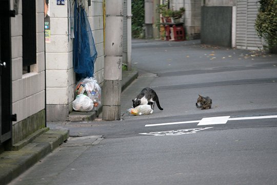 街のねこたち