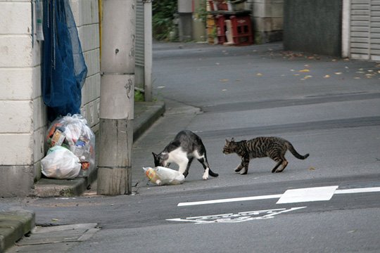 街のねこたち