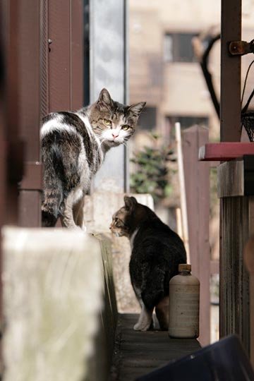 街のねこたち