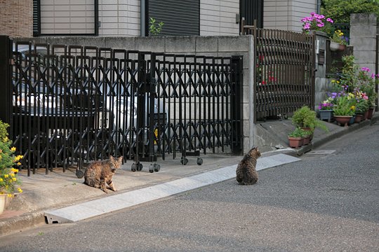 街のねこたち
