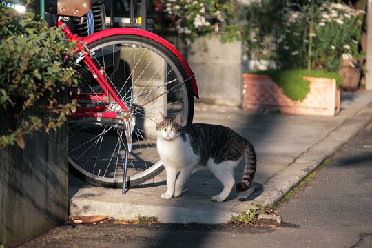 街のねこたち
