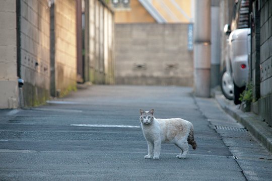 街のねこたち