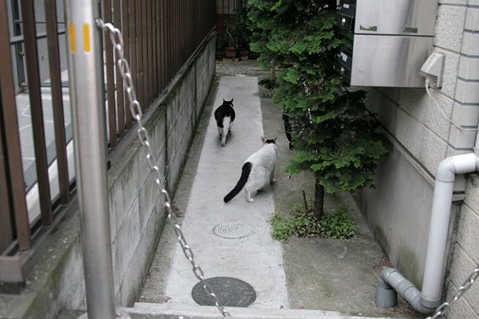 街のねこたち
