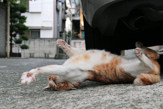 街のねこたち