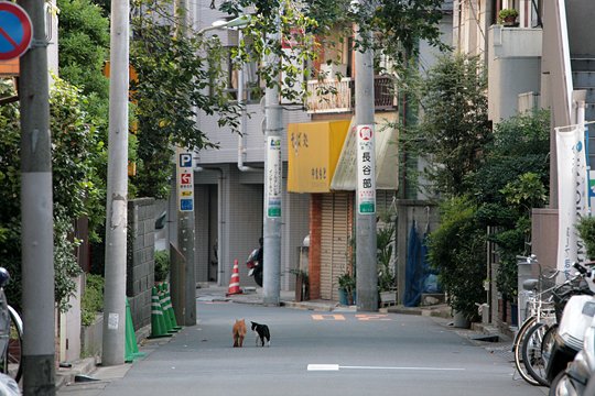 街のねこたち