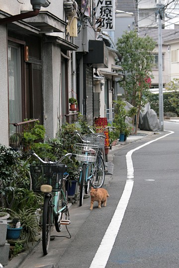 街のねこたち