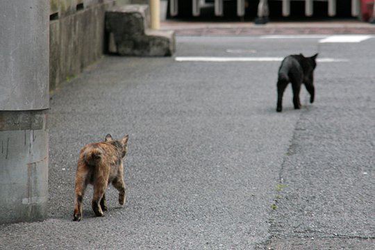 街のねこたち