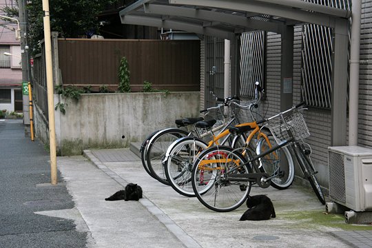 街のねこたち