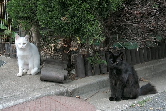 街のねこたち