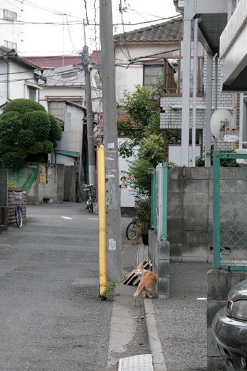 街のねこたち