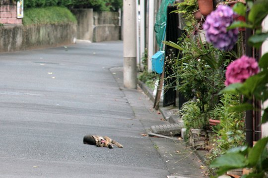 街のねこたち