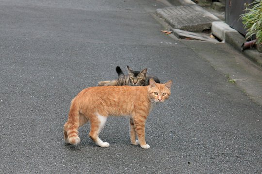 街のねこたち