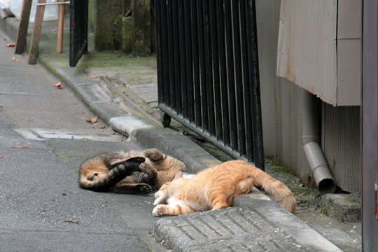 街のねこたち