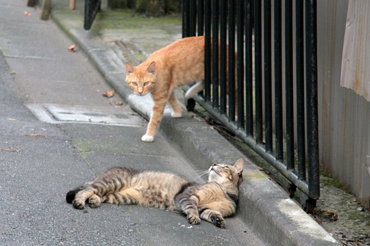 街のねこたち