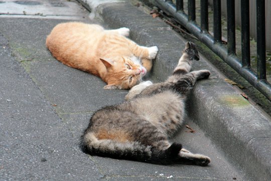 街のねこたち