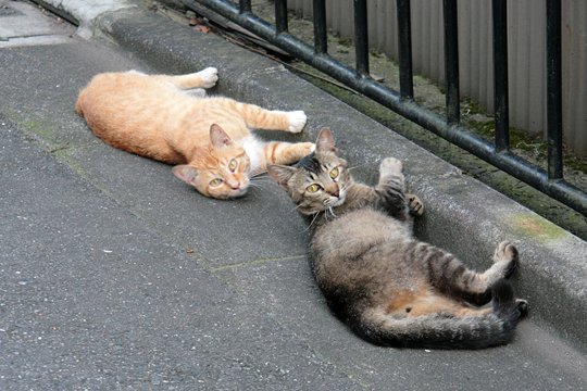 街のねこたち