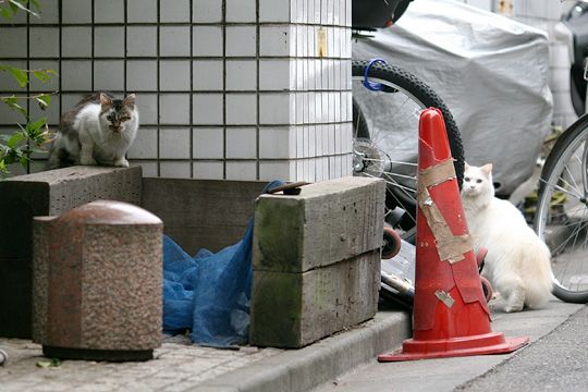 街のねこたち