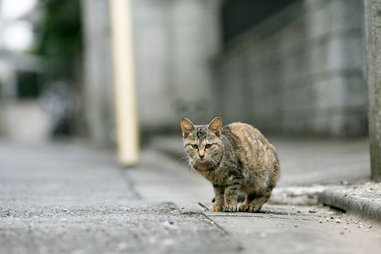 街のねこたち