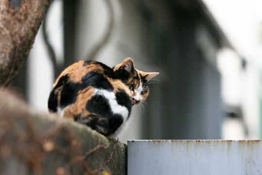 街のねこたち