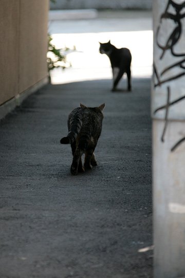 街のねこたち