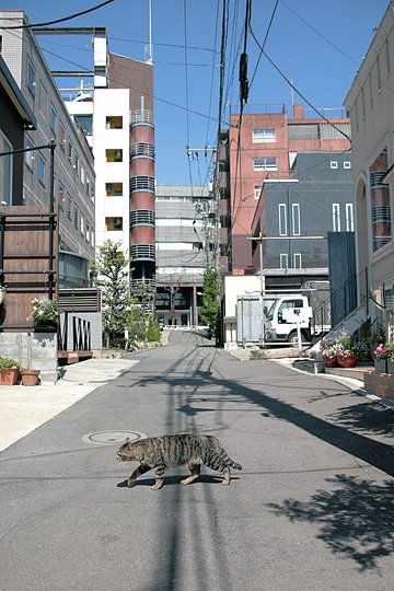 街のねこたち