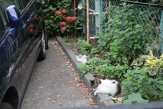 街のねこたち