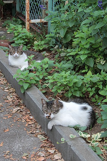 街のねこたち