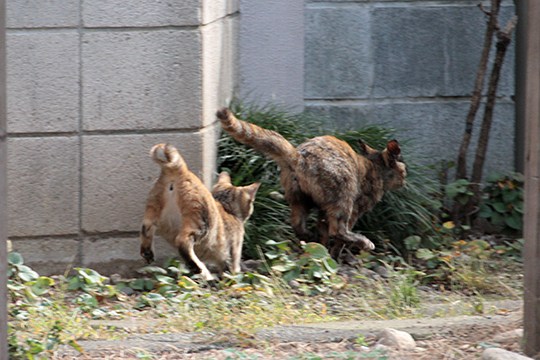 街のねこたち