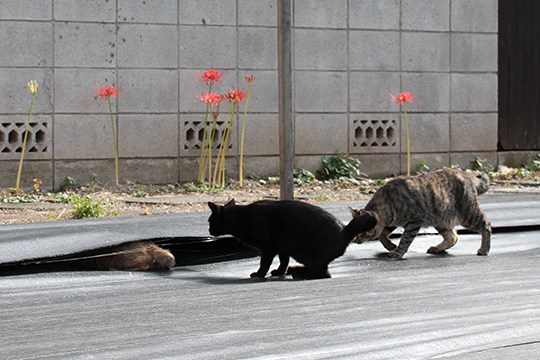 街のねこたち