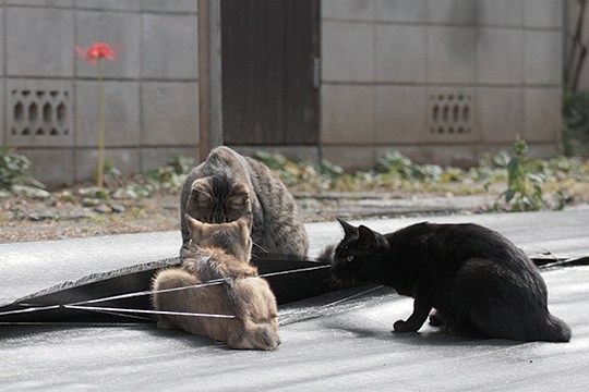 街のねこたち
