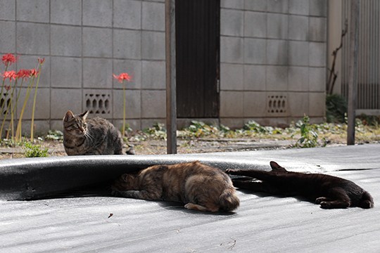 街のねこたち
