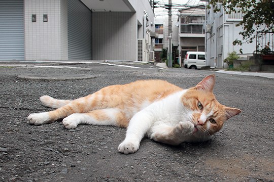 街のねこたち