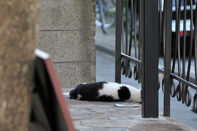 街のねこたち