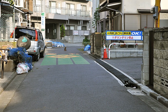 街のねこたち