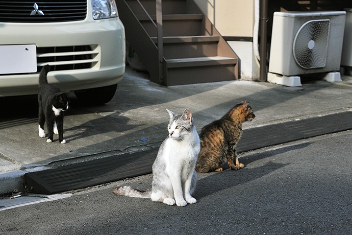 街のねこたち