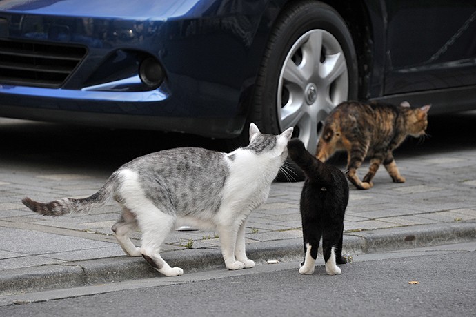 街のねこたち