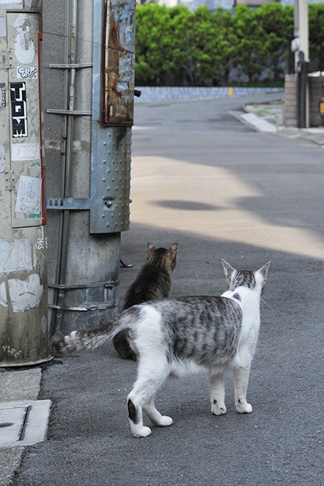 街のねこたち