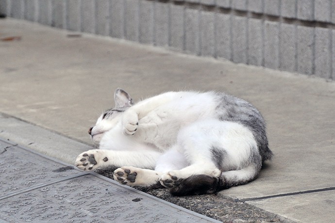 街のねこたち