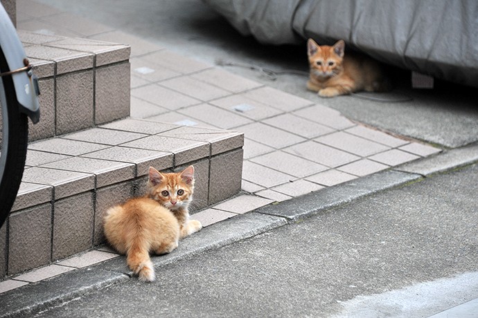 街のねこたち
