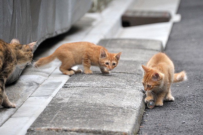 街のねこたち