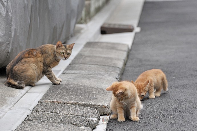 街のねこたち