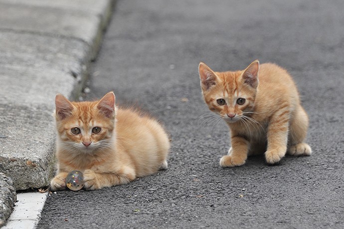 街のねこたち